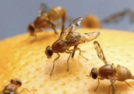 Drosophila melanogaster, la mosca de la fruta, también podría ser un animal 'consciente'