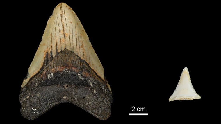 Comparación del tamaño entre un diente del extinto Otodus megalodon del Plioceno temprano y el de un gran tiburón blanco moderno