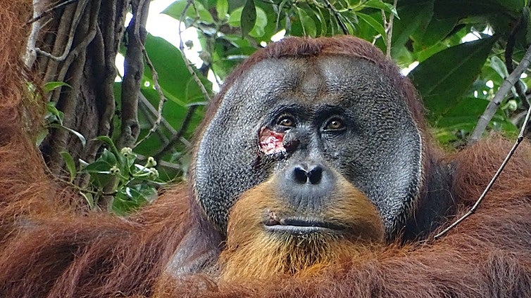 Observan por primera vez a un orangután curando sus heridas con plantas medicinales