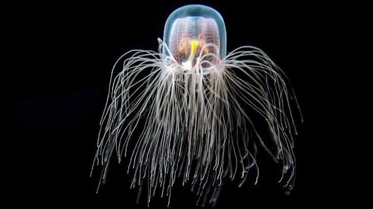 La medusa inmortal, Turritopsis dohrnii