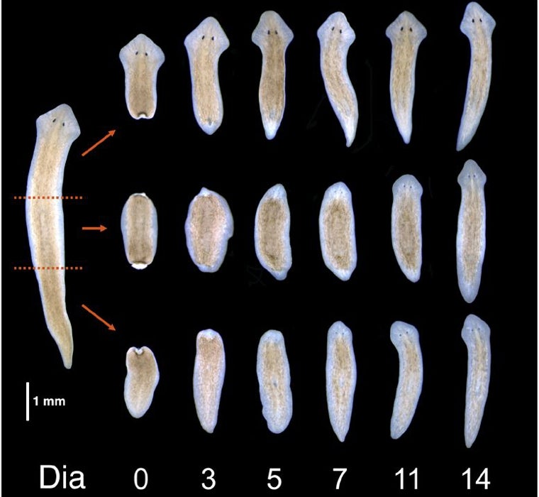 Una planaria cortada en tres y su evolución a lo largo de los días