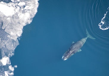 Estos animales 'inmortales' custodian el secreto de la eterna juventud