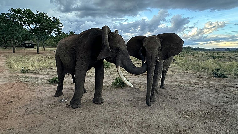 Los elefantes Doma y Kariba se saludan