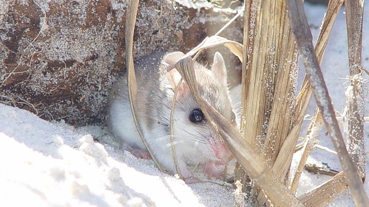 Un ratoncillo de playa, conocido por su monogamia y el cuidado de sus crías