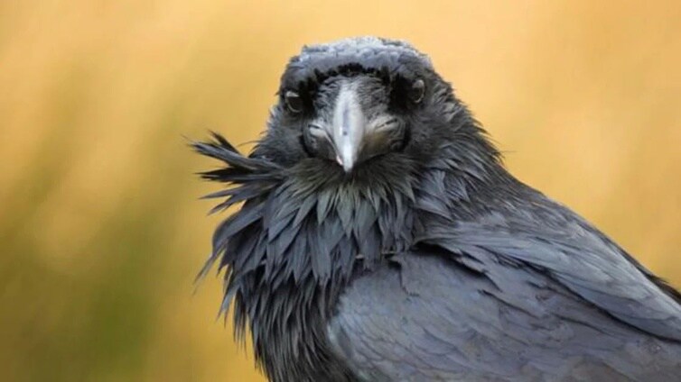 Los cuervos saben contar en voz alta como un niño pequeño