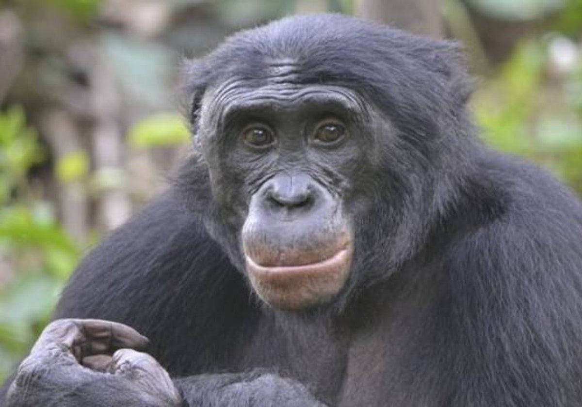 Un bonobo, una de las especies con los cromosomas sexuales secuenciados