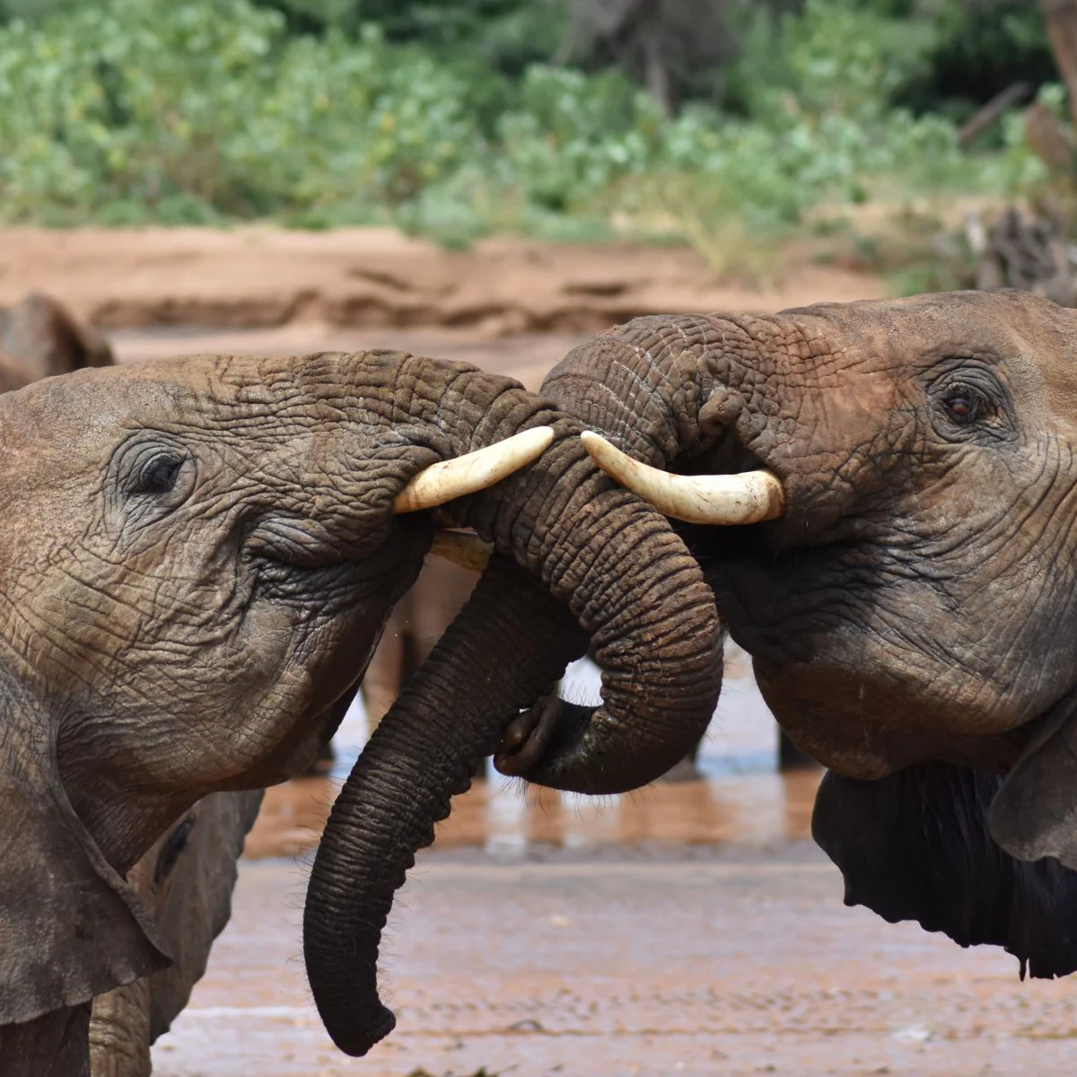 Dos elefantes juveniles se saludan en la Reserva Nacional de Samburu en Kenia