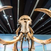 Un científico español resucita moléculas de mamut para crear antibióticos