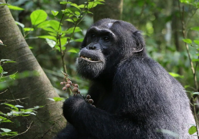 Los chimpancés enfermos toman antibióticos que buscan entre las plantas>