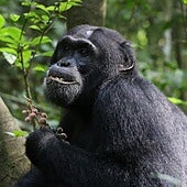 Los chimpancés enfermos toman antibióticos que buscan entre las plantas