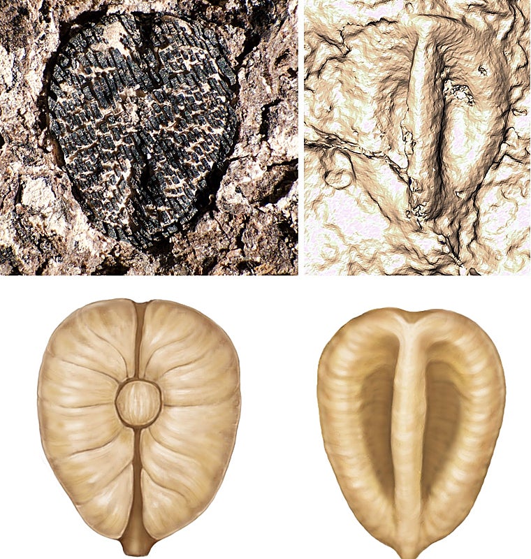 Lithouva: la uva fósil más antigua del hemisferio occidental, de aproximadamente 60 millones de años de antigüedad y hallada en Colombia. Arriba, el fósil aparece acompañado (a la derecha) de una reconstrucción hecha con tomografía computarizada. La parte inferior muestra la reconstrucción del artista