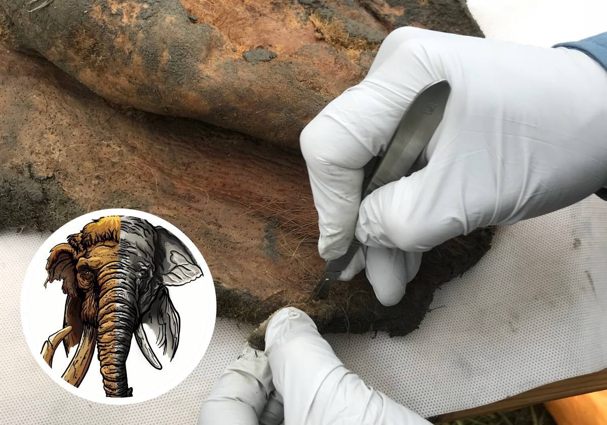 La muestra de una mamut de 52.000 años desenterrada en el permafrost. En el círculo, el dibujo yuxtapone un mamut y un elefante moderno
