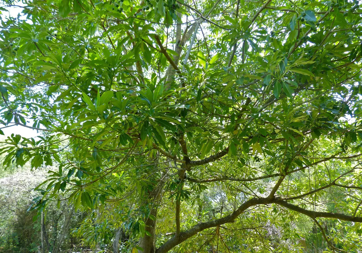 El árbol de la quinina, 'Rauvolfia caffra', pasará a llamarse 'Rauvolfia affra'