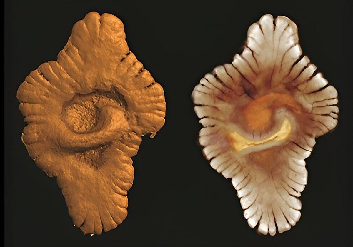 Macrofósiles lobulados de hace 2.100 millones de años cuya validez ha sido ampliamente cuestionada hasta ahora