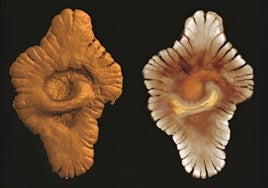 La vida compleja ya trató de imponerse, sin éxito, en la Tierra 1.500 millones de años antes de lo que se creía
