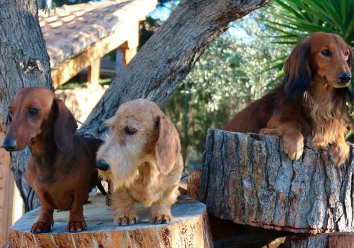 ¿Por qué el perro salchicha tiene unas patas tan cortas?