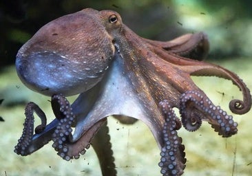 El pulpo tiene el cerebro por todo el cuerpo y es el 'Houdini' del océano