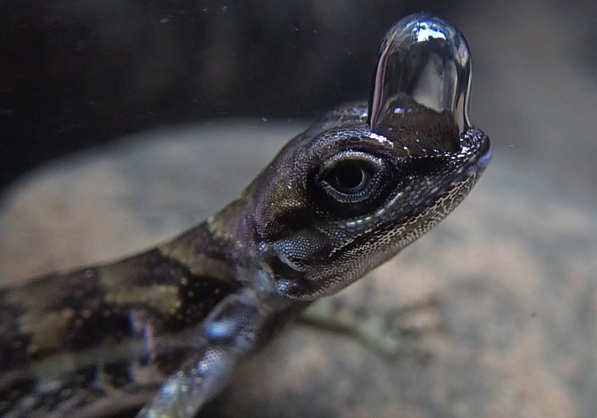 Un ejemplar de anolis de agua produce una burbuja sobre sus fosas nasales para respirar sumergido