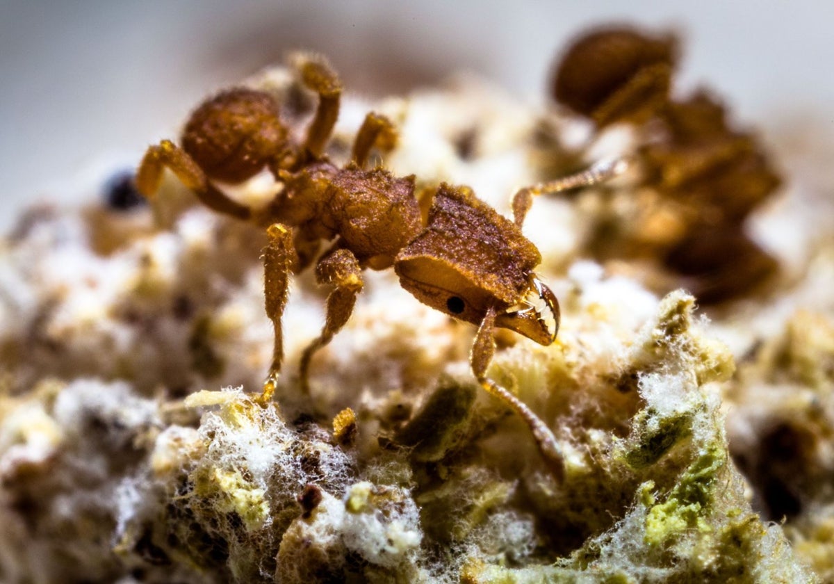 Una hormiga agricultora de la especie Mycetophylax asper recolecta hongos en un bosque de Brasil