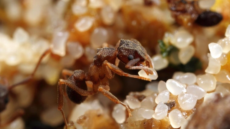 Trabajadora de la especie cultivadora de hongos Cyphomyrmex cf. rimosus en uno de los cultivos de la colonia en Ecuador
