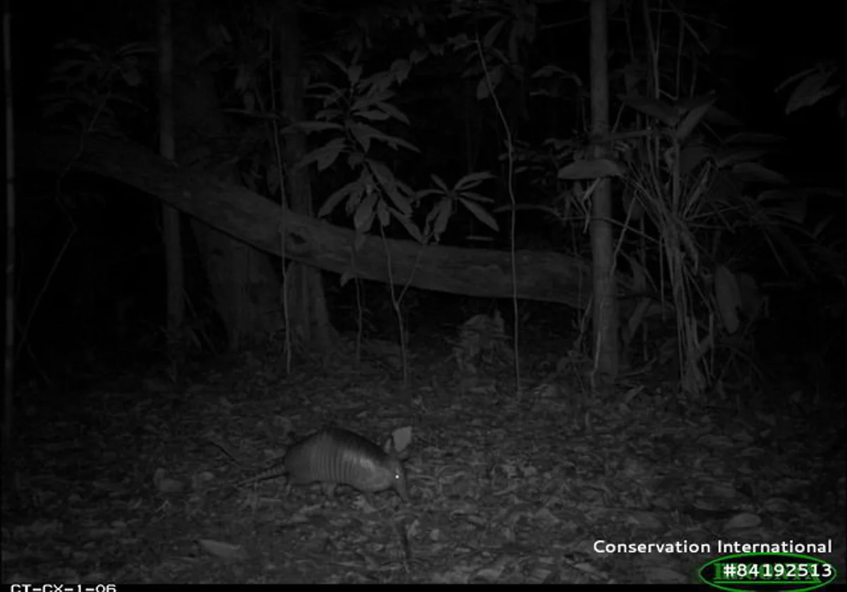 Perché i mammiferi tropicali fuggono durante la luna piena?