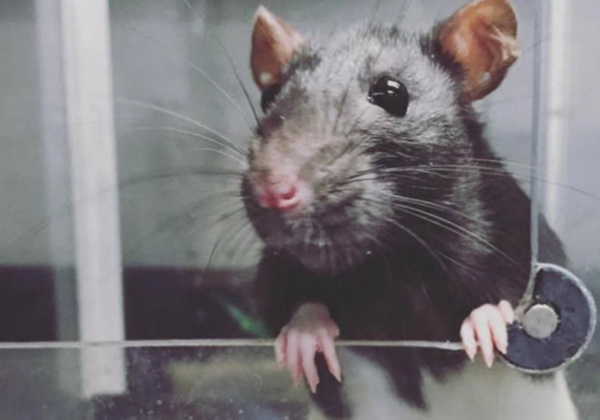 Una rata en el laboratorio de la Universidad de Concordia