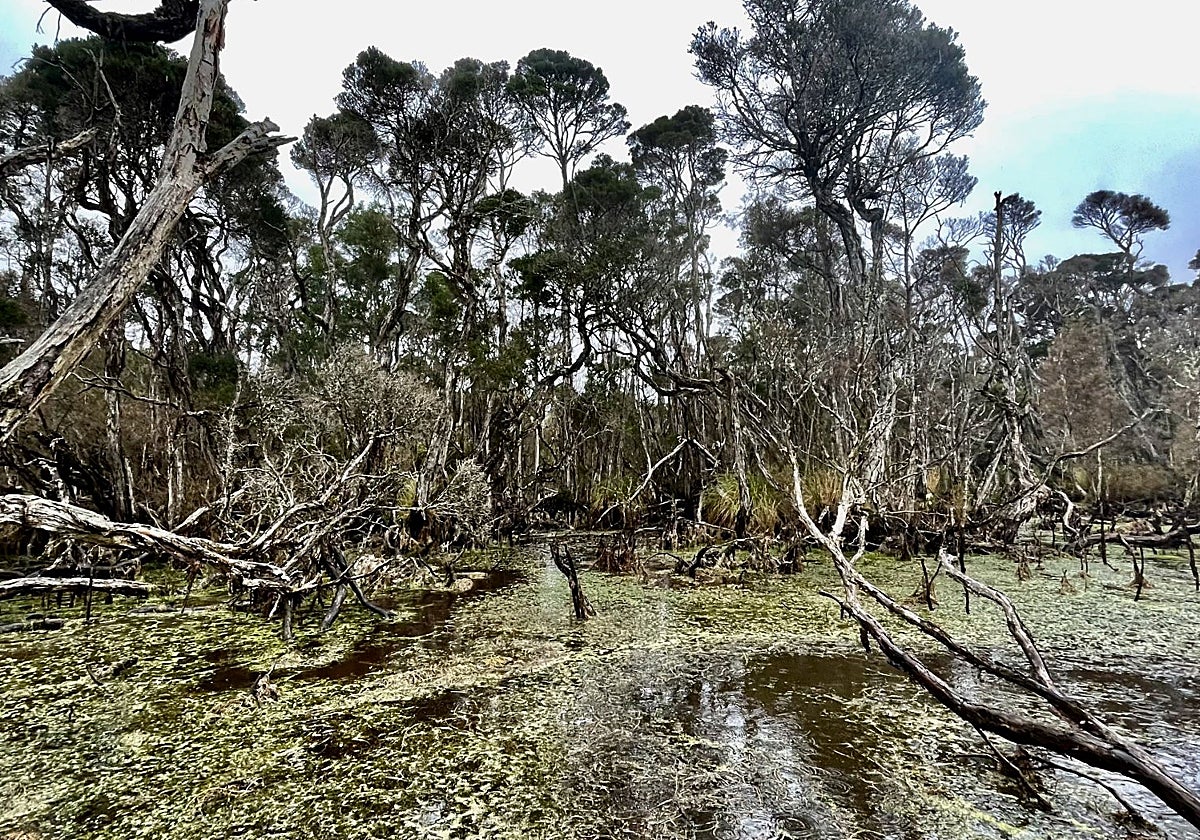 El Pantano Esmeralda, en la isla Tres Hummock, una de las que formaron parte del antiguo puente terrestre que conectó Australia y Tasmania durante la última Edad de Hielo