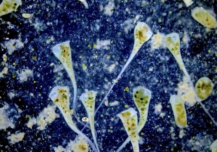 Descubren que las células, que no tienen cerebro, son capaces de aprender de su entorno