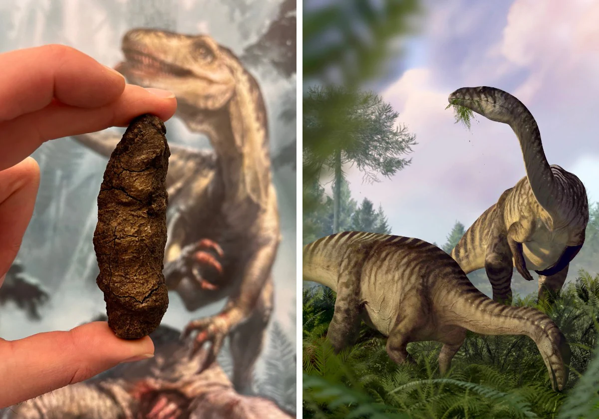 Left: Coprolite of the archosaur Smoke crushing bones, with a reconstruction of the animal in the background. On the right, about herbivorous sauropodomorph dinosaurs that ate