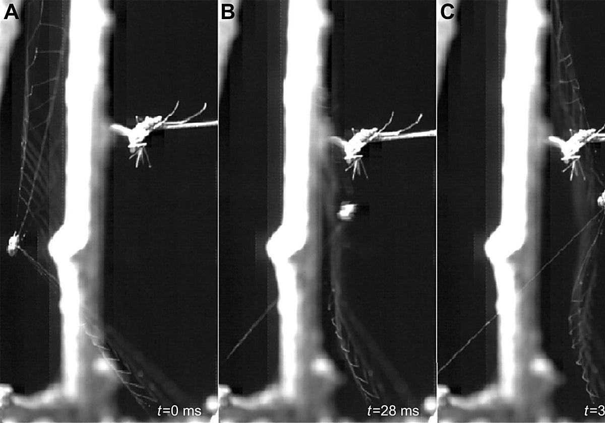 Un mosquito atado se acerca y desencadena la respuesta de liberación de la telaraña a 2,23 cm del cuerpo de la araña. El mosquito no toca la telaraña