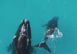 Descubren que las ballenas francas pueden vivir 130 años o más, casi el doble de lo que pensaba