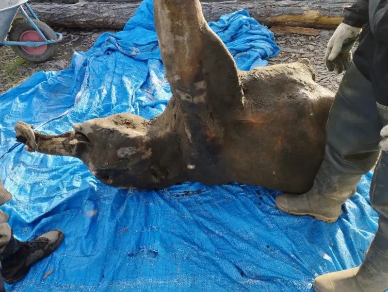Lana podría ser el espécimen de mamut mejor conservado del mundo