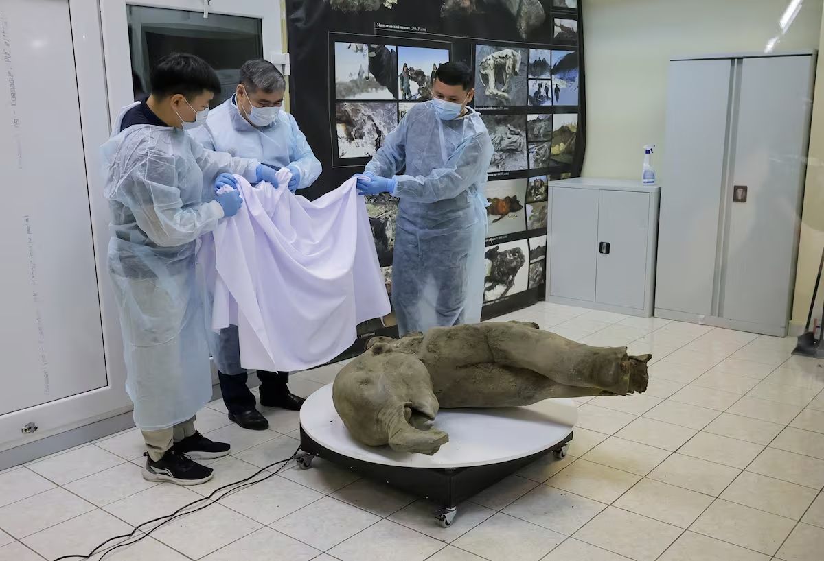 Tres científicos descubrieron el cadáver de la cría de mamut este lunes, en el Museo del Mamut, en Yakutsk (Rusia)