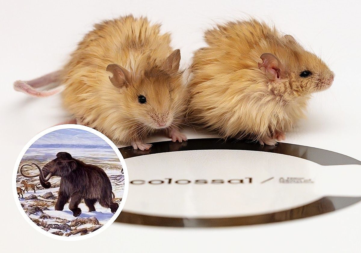Dos ejemplares de 'Ratón Lanudo Colosal', editados genéticamente para tener un pelaje similar al del mamut