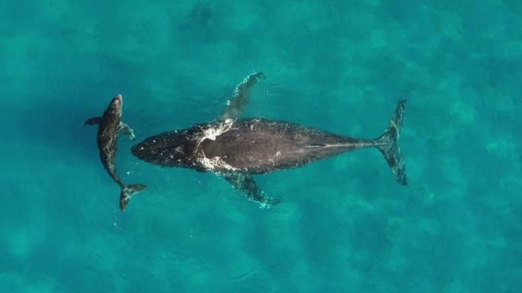 Descubren que la orina de ballena es un elixir para los océanos