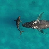 Descubren que la orina de ballena es un elixir para los océanos