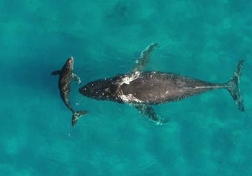 Descubren que la orina de ballena es un elixir para los océanos