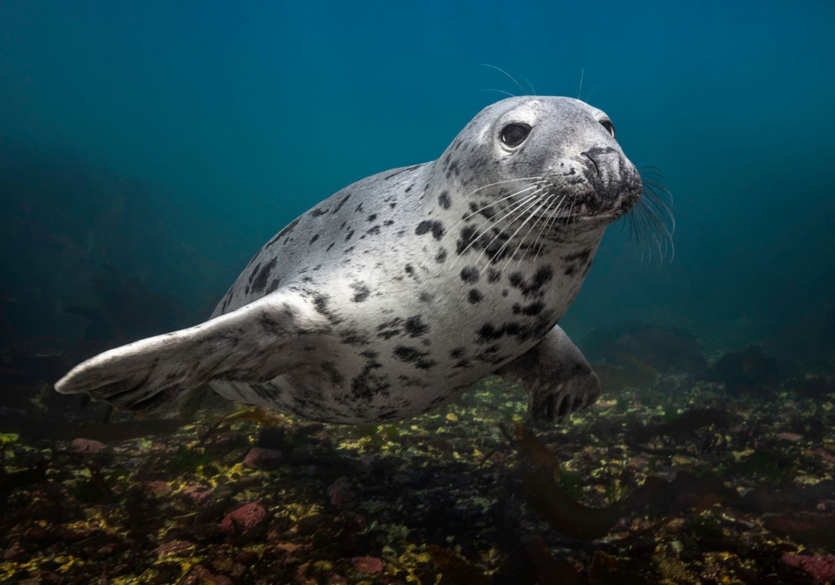 Una foca gris