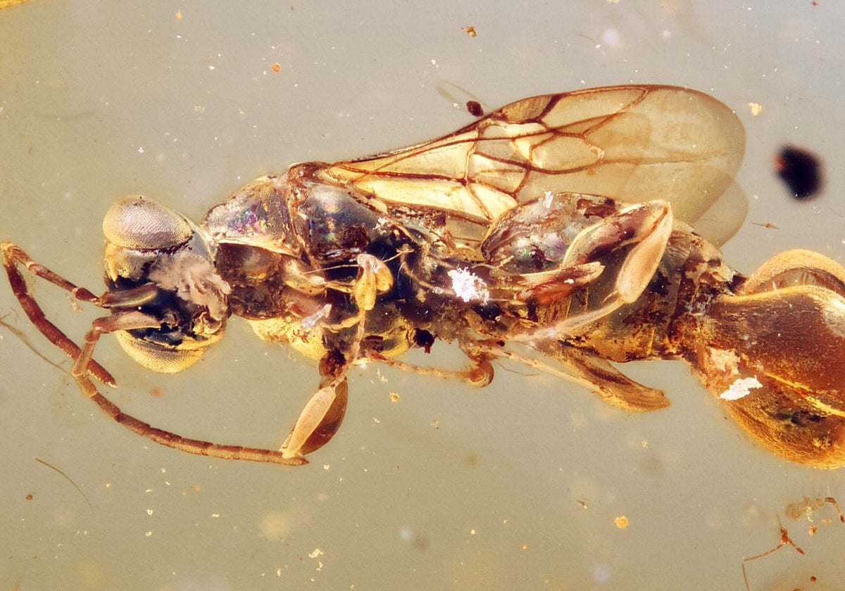 Un ejemplar de Sirenobetilus charybdis atrapado en ámbar