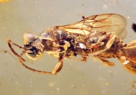 Una avispa parásita que atrapaba a sus huéspedes con el abdomen, preservada en ámbar casi 100 millones de años