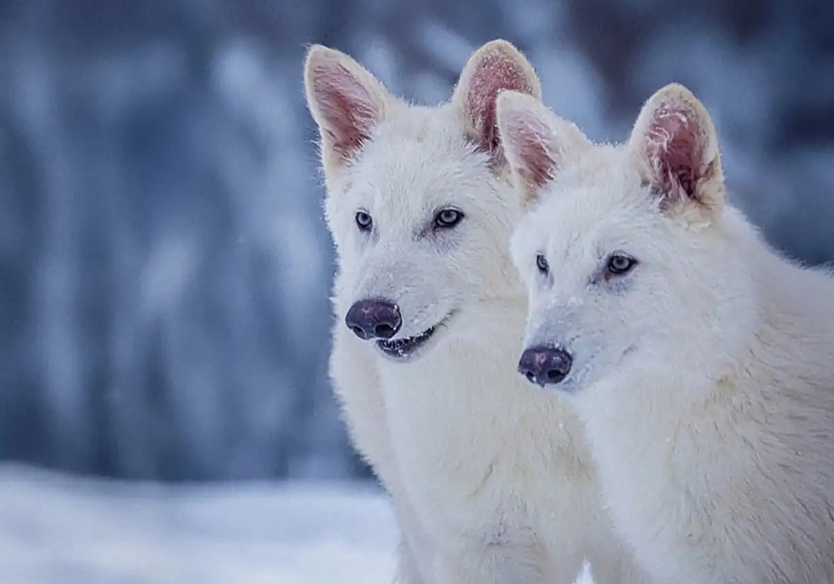 Los lobos genéticamente modificados Remus y Romulus