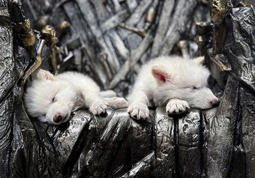 De una cabra española 'desextinguida' al regreso del lobo terrible