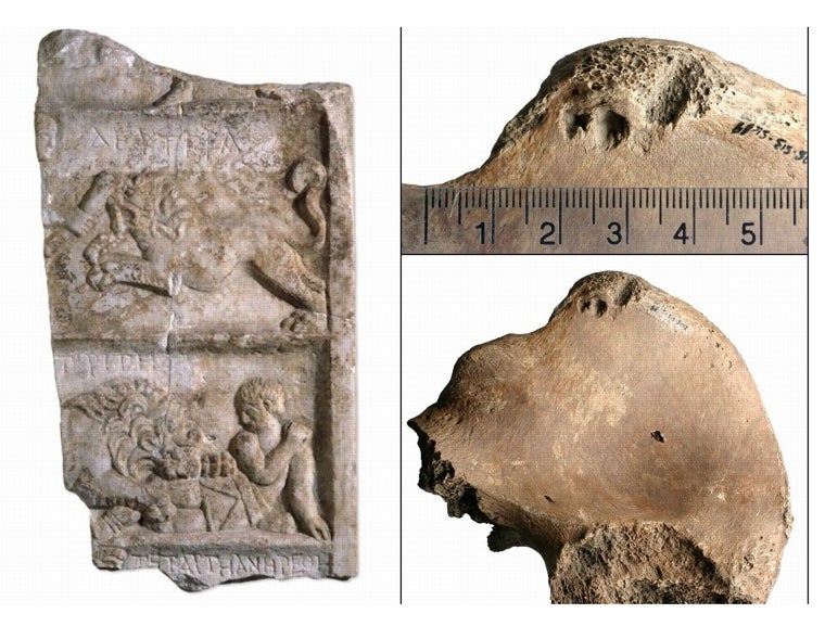 Relieve de mármol con león y gladiador. A la derecha, lesiones provocadas por un león