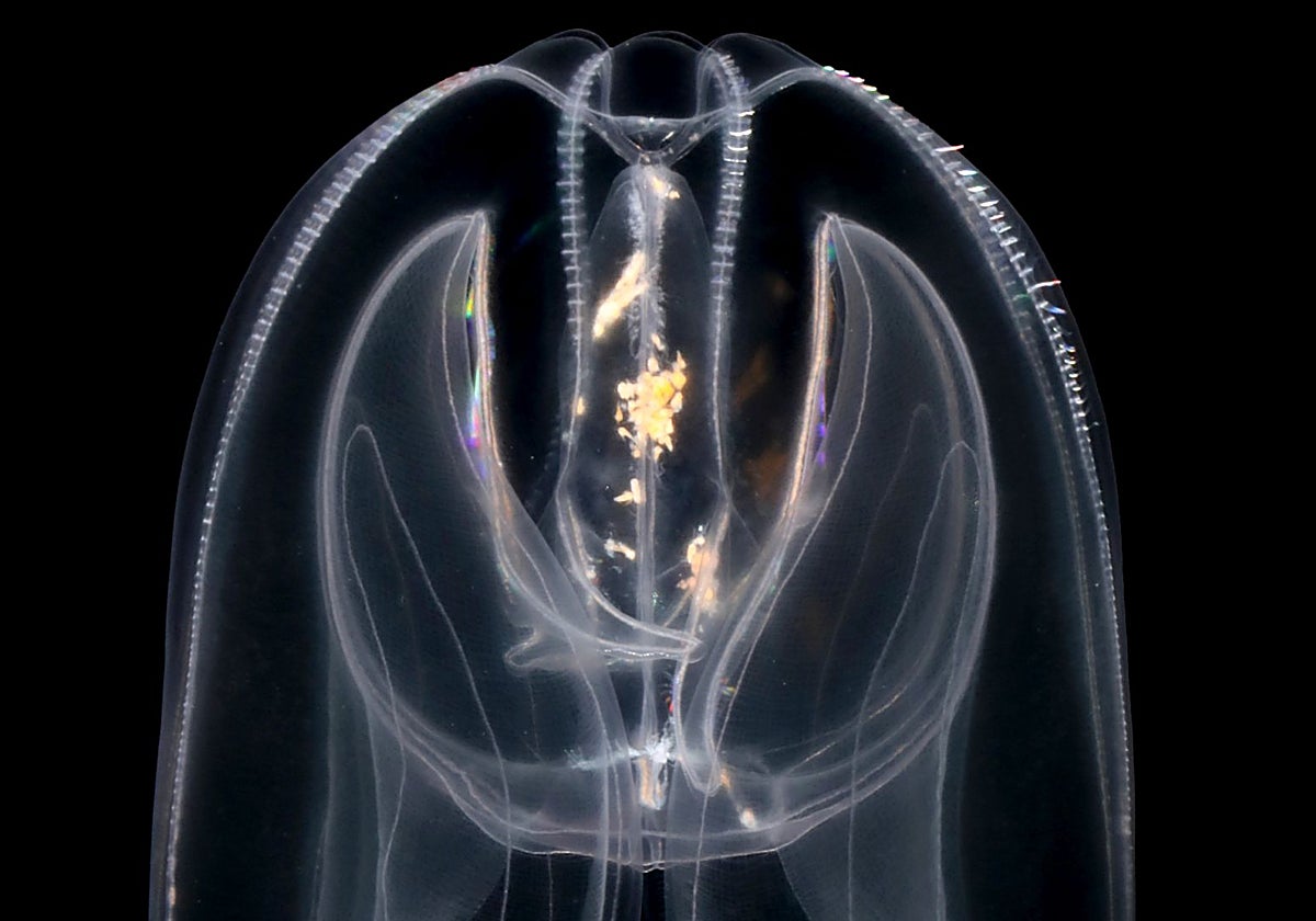 Una medusa ilumina el origen del &#039;mando a distancia&#039; de la vida compleja