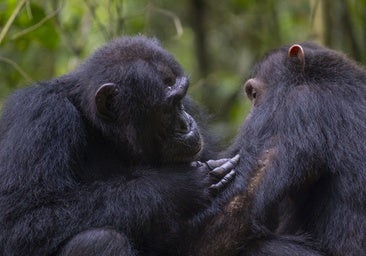 Los chimpancés se curan las heridas unos a otros con hojas medicinales y tienen higiene íntima