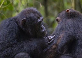 Los chimpancés se curan las heridas unos a otros con hojas medicinales y tienen higiene íntima