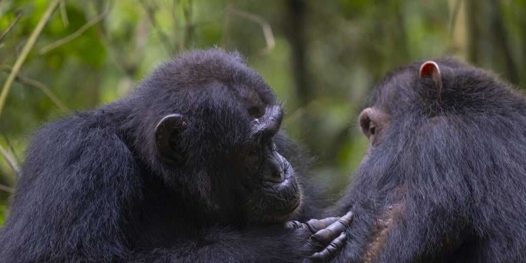 Los chimpancés hacen curas con hojas y se limpian tras el sexo y después de defecar