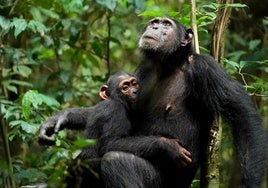 Los chimpancés no tienen 'mommy issues': crecen sin grandes traumas causados por madres tóxicas