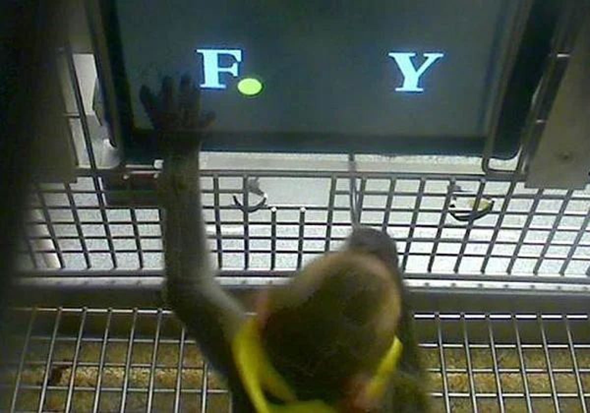 Un mono participa en un experimento
