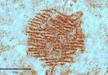 La Policía identifica en Segovia la huella dactilar más antigua del mundo: la dejó un neandertal para pintar una 'nariz' humana